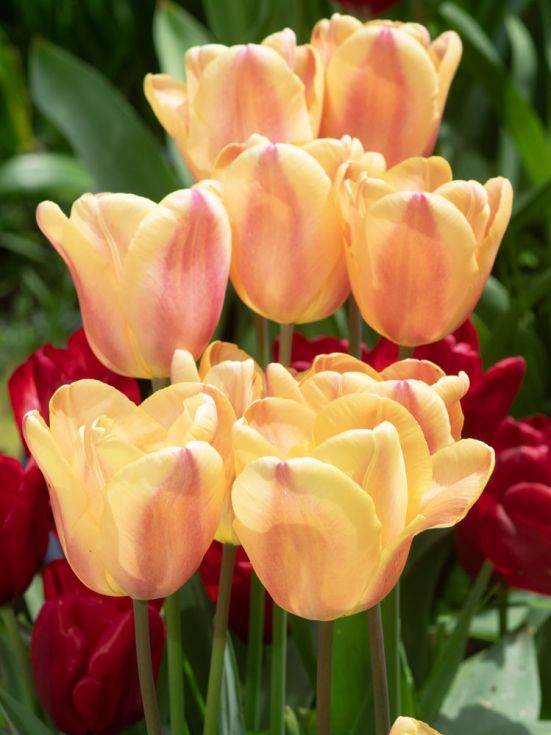 Tulip Apricot Foxx