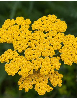 Hardy Perennial Plants Online | Peter Nyssen