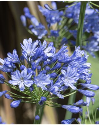 Agapanthus African Lily - Hardy Perennials for Vibrant Summer Blooms |  Peter Nyssen
