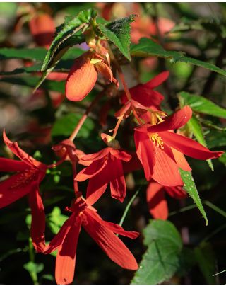 Begonia Bulbs | Summer Begonias | Peter Nyssen