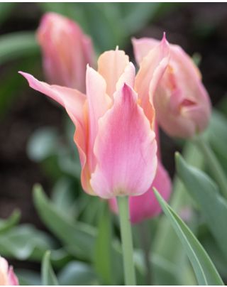 Tulip Foxy Foxtrot 11/12cm Bulbs | Peter Nyssen | Buy Flower Bulbs