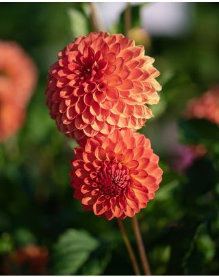 Dahlia Zundert Mystery Fox | Peter Nyssen | Buy Flower Bulbs and