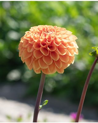 Dahlia Jowey Nicky | Peter Nyssen | Buy Flower Bulbs and Plants Online