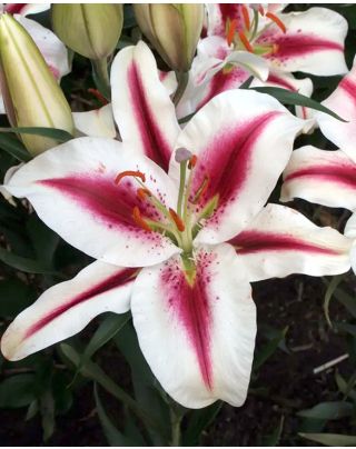 Orientalische Lilien