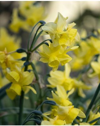 Tulipa Yellow Mountains Bulbs | Peter Nyssen | Buy Flower Bulbs