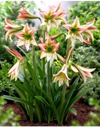 kaktus königin der nacht pflege Selenicereus grandiflorus main image 0