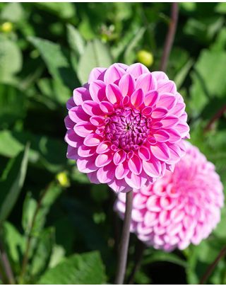 Dahlia Wizard of Oz Tubers| Peter Nyssen | Buy Flower Bulbs and