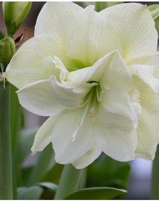 kriechender teppich Kriechende Teppichverbene - Phyla nodiflora