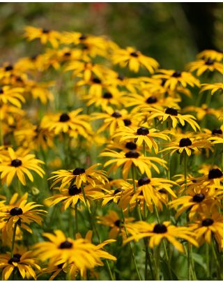 Rudbeckia (Rudbeckien)