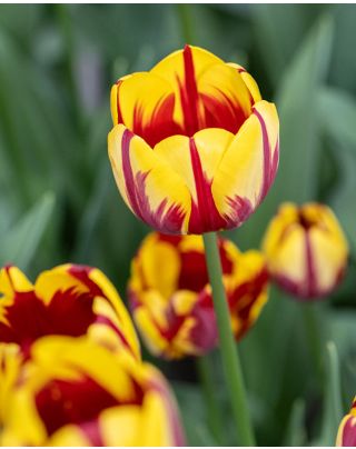 Tulip Apricot Emperor Bulbs | Scented Fosteriana Tulip | Peter Nyssen