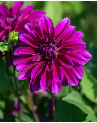 Dahlia Lavender Perfection | Peter Nyssen | Buy Flower Bulbs and