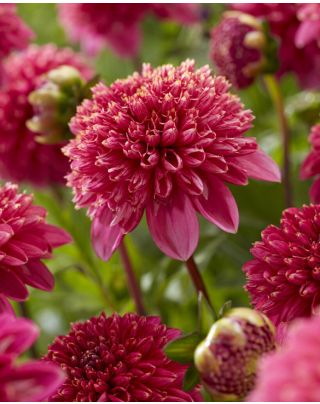 Anemone dahlia's | Peter Nyssen