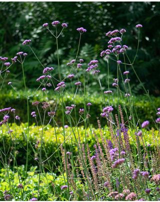 Verbena Lollipop Bare-Root | Peter Nyssen | Buy Flower Bulbs and