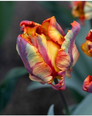 Tulip Rococo Double Bulbs | Peter Nyssen | Buy Flower Bulbs and