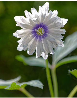 Cormes d'Anmones (Plantation de Printemps) | Peter Nyssen | Bulbes et  Plantes en Ligne