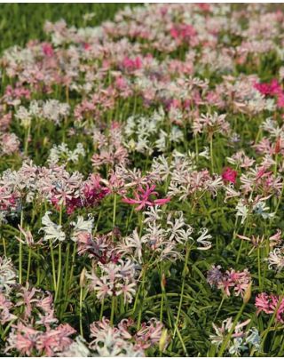 Buy Nerine Bulbs | Long-Lasting Summer Flowering Bulbs  Peter Nyssen