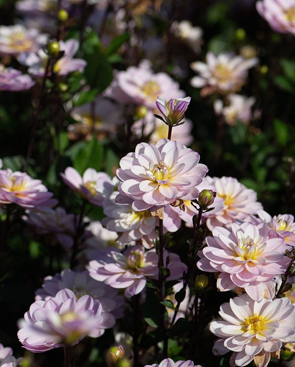 Dahlia Pacific Jewel Bulbs | Peter Nyssen | Buy Flower Bulbs