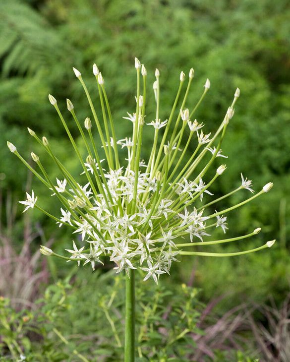 Allium Schubertii Arctic Snow Bulbs | Peter Nyssen | Buy Flower