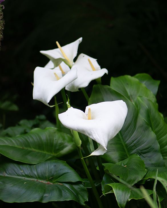 Plage calla lily ビスチェgray 新品 34 プラージュ calla lily ビスチェ - メルカリ