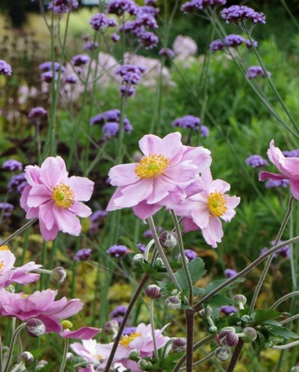 Anemone bulbs | Hardy Perennial plants