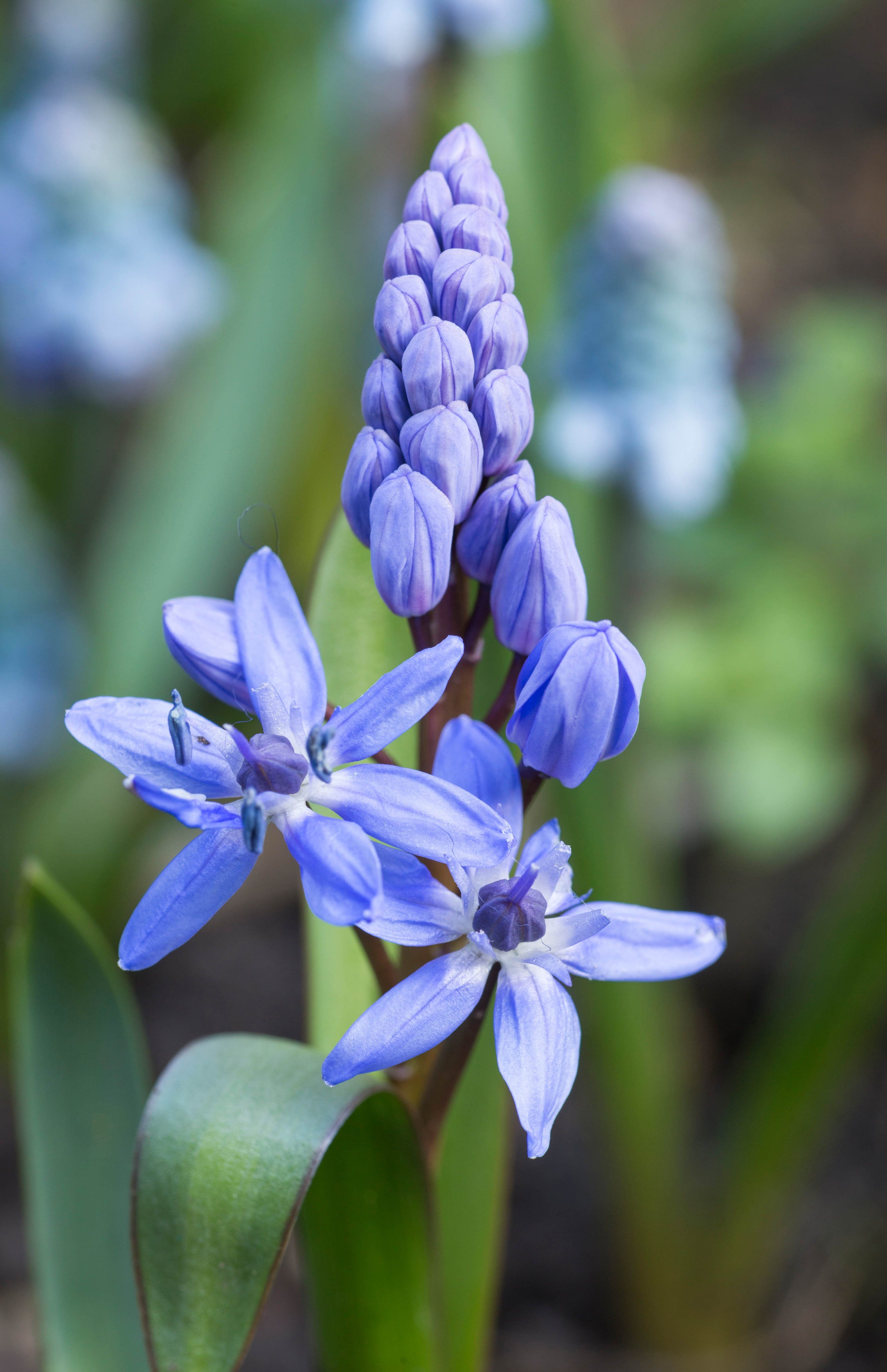Scilla Bifolia - Flowering Of Small Blue Flowers In The Spring Stock