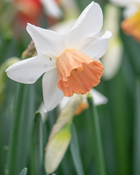 100 Narzissen Blumenzwiebeln Gemischt - Großblumige Narcissus Für Garten & Beet