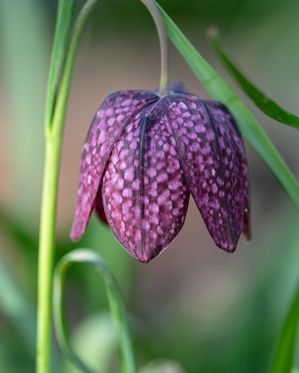 These Beautiful Fritillaries Are Perfect For Spring Flower Displays: Here's How To Grow Them And The Most Striking To Plant | Gardens Illustrated