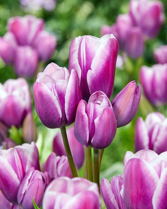 Tulip Purple Elegance Bulbs | Peter Nyssen | Buy Flower Bulbs and Plants  Online, image size:585x729