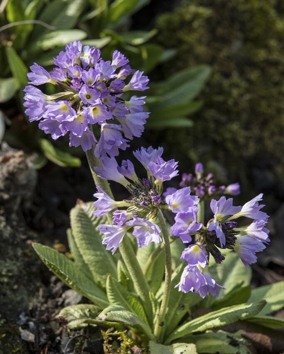 美品★TATRAS NOLLEY'S別注　PRIMULA NOLLEY'S（ノーリーズ）の「【TATRAS/タトラス】NOSTAノーリーズ