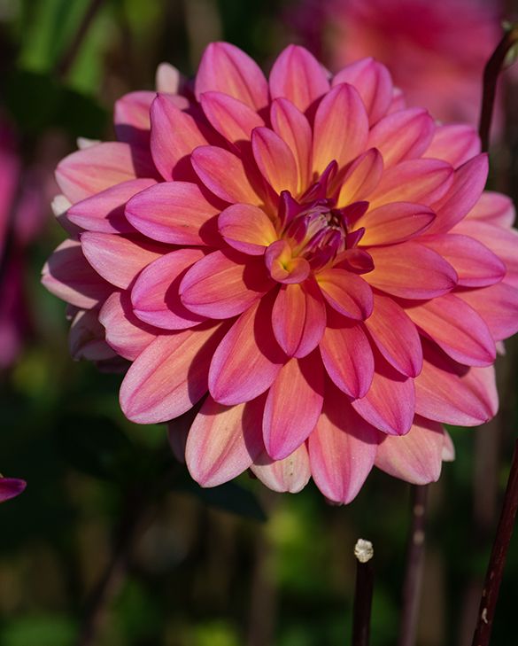 Dahlia Great Silence Bulbs | Peter Nyssen | Buy Flower Bulbs