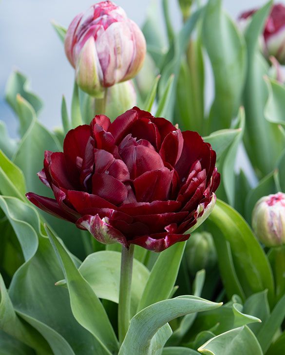 Tulpe Uncle kaufen | Gefüllte