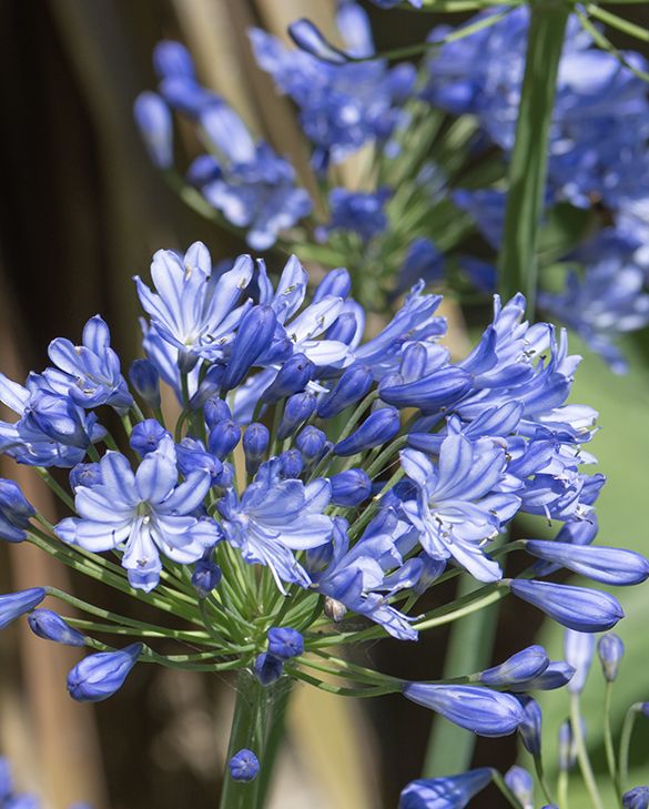 Agapanthus African Lily - Hardy Perennials for Vibrant Summer Blooms |  Peter Nyssen