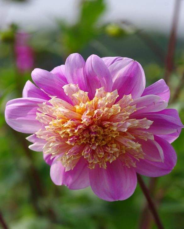 Dahlia Take Off Tubers| Peter Nyssen | Buy Flower Bulbs and Plants
