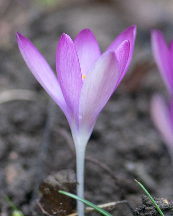 Buy Crocus Bulbs UK | Naturalise in Lawns | Peter Nyssen