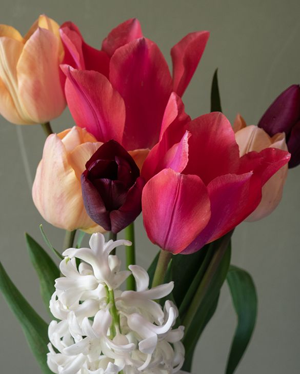 Burnt Toffee Tulip Collection | Arne Maynard | Peter Nyssen