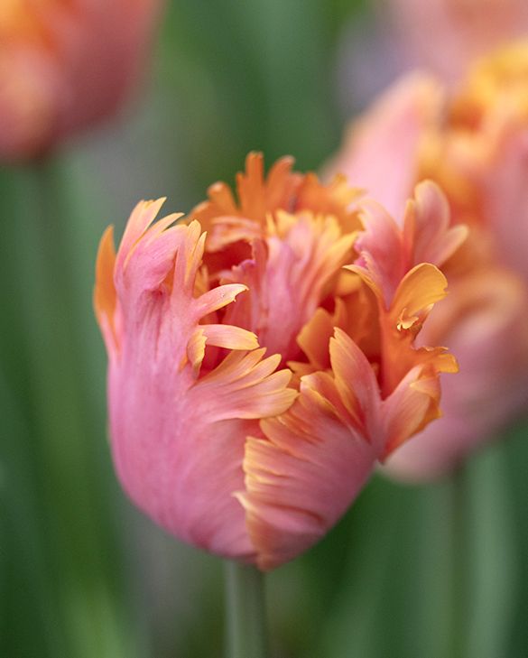 Papageien Tulpen | Blumenzwiebeln online kaufen
