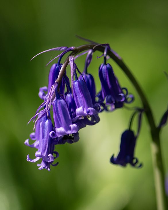 Scilla Nutans | Peter Nyssen | Kaufen Sie Blumenzwiebeln und Pflanzen Online