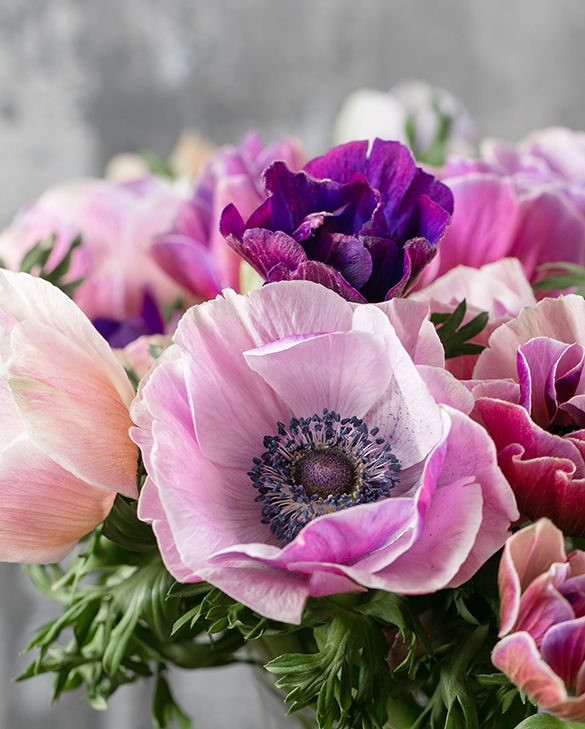 Anemone coronaria Pastel | Peter Nyssen | Kaufen Sie Blumenzwiebeln und  Pflanzen Online