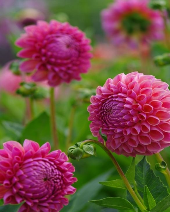 Dahlia Jowey Winnie | Peter Nyssen | Kaufen Sie Blumenzwiebeln und Pflanzen  Online