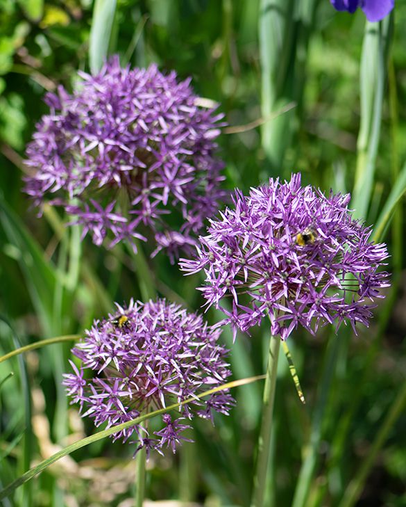 Allium Violet Beauty