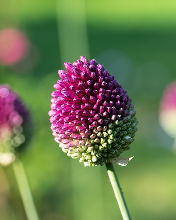 Allium Sphaerocephalon kaufen | RHS Award