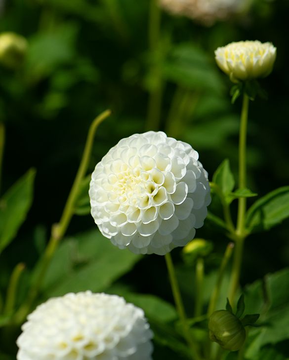 Dahlia Snowflake Tubers| Peter Nyssen | Buy Flower Bulbs and