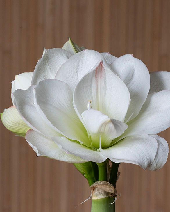 Amaryllis (Hippeastrum) White Amadeus Bulbs | Peter Nyssen | Buy Flower  Bulbs and Plants Online