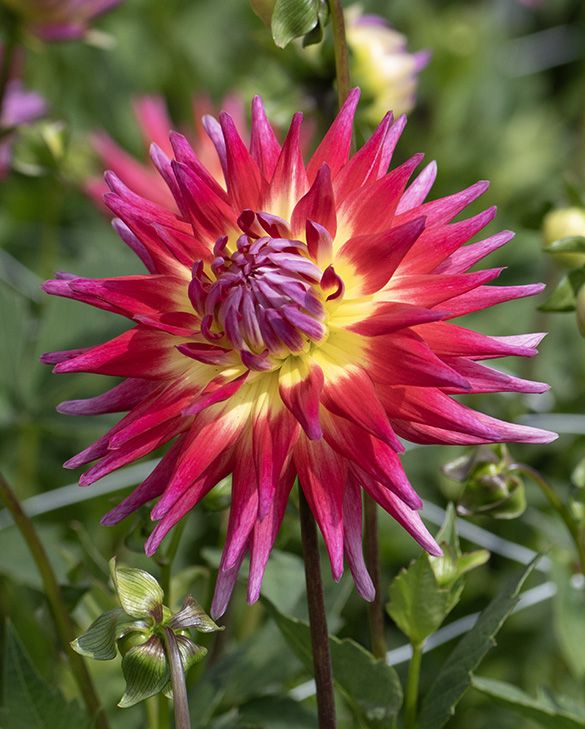 Cactus Dahlia tubers for sale online