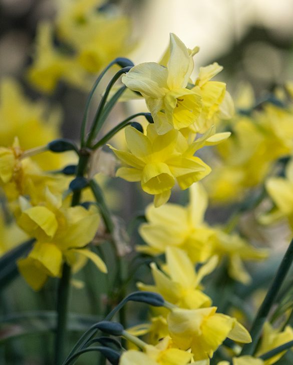 Narcissus Sunlight Sensation Bulbs | Fragrant Multi-Stemmed Yellow