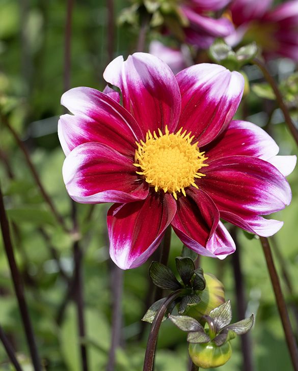 wurzelwerk saatgut abo Bio-Saatgut Abobox 'Gartengemüse'