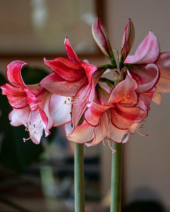 Ritterstern (Amaryllis Hippeastrum) Charisma | Peter Nyssen | Kaufen Sie  Blumenzwiebeln und Pflanzen Online