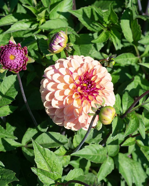 Toadstool Seeds 25 Palmares Dahlia Seeds – Perennial Flowering Blooms, Easy Grow, Outdoor, US Seller - View #5