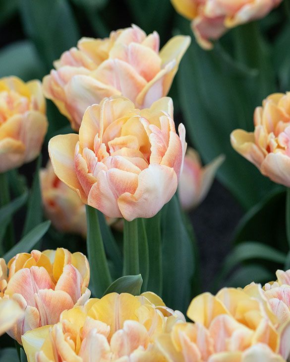 Tulip Foxy Foxtrot Bulbs | Orange and Peach Double Early Tulip