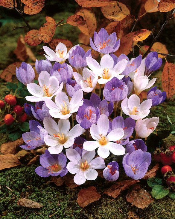 Herbst Krokus Mischung | Peter Nyssen | Kaufen Sie Blumenzwiebeln und  Pflanzen Online